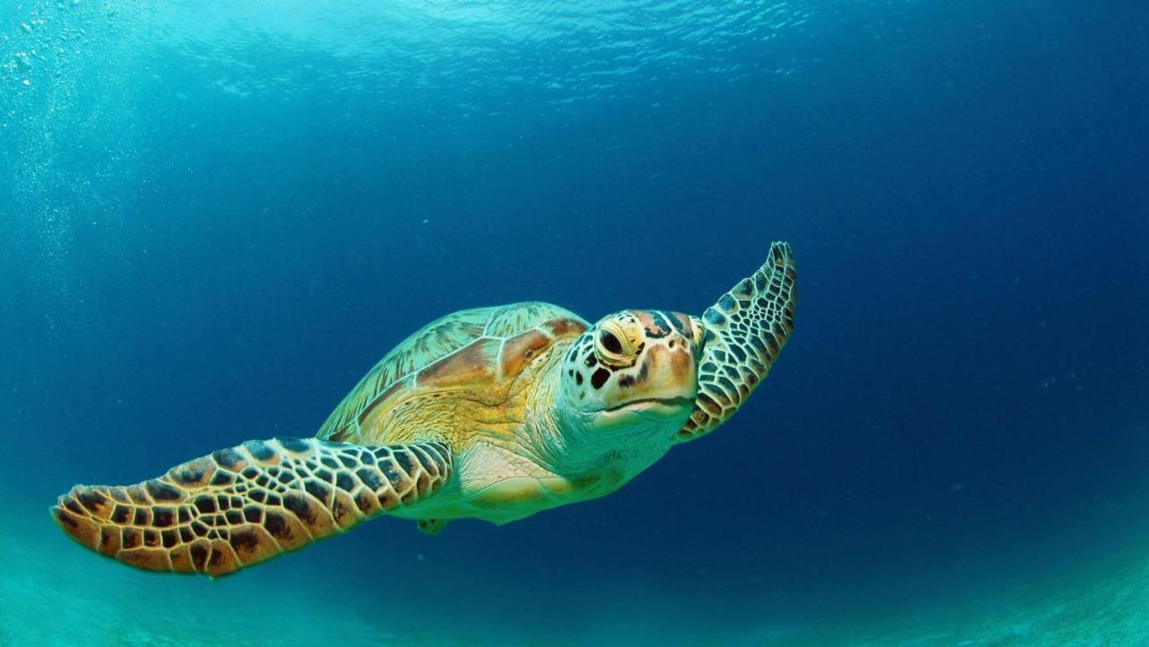 Tropical Studios لاغاناس المظهر الخارجي الصورة